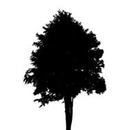 Tree Silhouette Isolated on White Background Vector Illustratio N11
