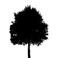 Tree Silhouette Isolated on White Background Vector Illustratio N12