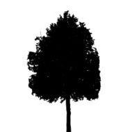 Tree Silhouette Isolated on White Background Vector Illustratio N13