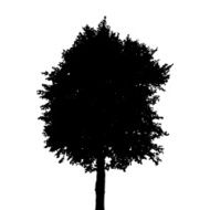 Tree Silhouette Isolated on White Background Vector Illustratio N14