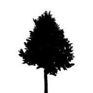 Tree Silhouette Isolated on White Background Vector Illustratio N15