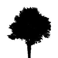 Tree Silhouette Isolated on White Background Vector Illustratio N16