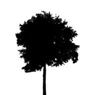 Tree Silhouette Isolated on White Background Vector Illustratio N17
