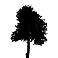 Tree Silhouette Isolated on White Background Vector Illustratio N18