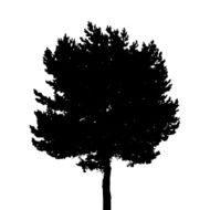 Tree Silhouette Isolated on White Background Vector Illustratio N19