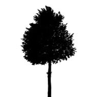 Tree Silhouette Isolated on White Background Vector Illustratio N20