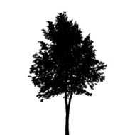 Tree Silhouette Isolated on White Background Vector Illustratio N21