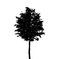 Tree Silhouette Isolated on White Background Vector Illustratio N22