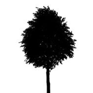 Tree Silhouette Isolated on White Background Vector Illustratio N23