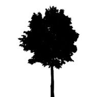 Tree Silhouette Isolated on White Background Vector Illustratio N24