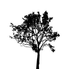 Tree Silhouette Isolated on White Background Vector Illustratio N2