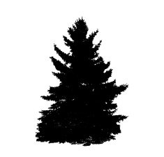 Tree Silhouette Isolated on White Background Vector Illustratio N3