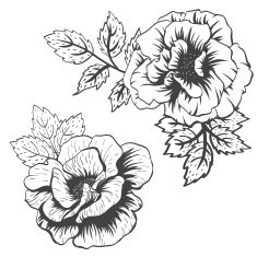 Vector roses N2