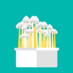 Magic mushrooms grow kit