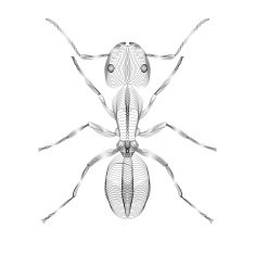 Ant 3d style vector illustration for print tatto t-shirt