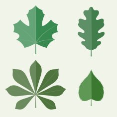 Flat leaves N2