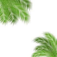 palm branch frame
