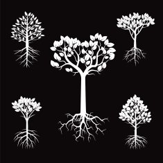 Set of White Trees and Roots