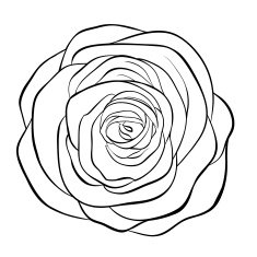 Beautiful monochrome black and white rose isolated on background N4