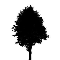 Tree Silhouette Isolated on White Background Vector Illustratio N5