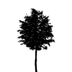 Tree Silhouette Isolated on White Background Vector Illustratio N22