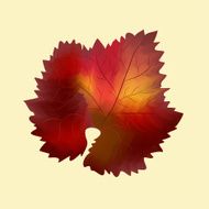 Isolated colorful fall grape leaf