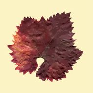 Isolated fall grape leaf