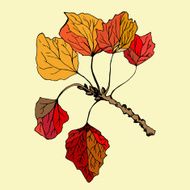 Isolated hand drawn branch of poplar&#039;s leafs