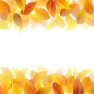 Fallen autumn leaves