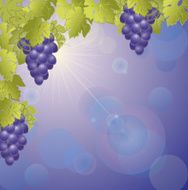 The vines against the sky