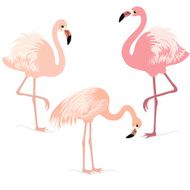 Flamingos N11
