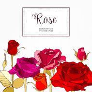 Vector greeting card or invitation design with hand drawn roses N6