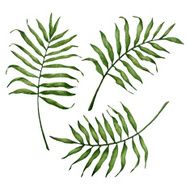 coconut palm leaves