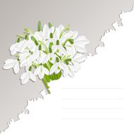 Snowdrops