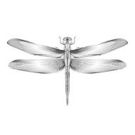 Dragonfly 3d style vector illustration for print tatto t-shirt