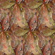 Watercolor Leaves N8