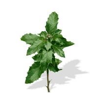 Silhouette of Plants Vector Ilustration N2