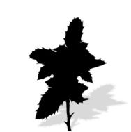 Silhouette of Plants Vector Ilustration N3