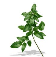 Silhouette of Plants Vector Ilustration N4
