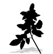 Silhouette of Plants Vector Ilustration N5