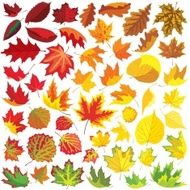 50 colorful autumn leaves collection of vector illustrations