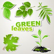 vector set sticker (Green leaves)
