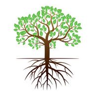 Color Tree and Roots Vector Illustration