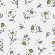 Camomile hand drawn background N2