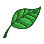 leaf N17