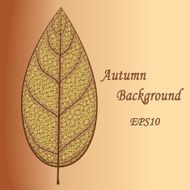 Autumn dry skeleton leaf Abstract vector background Foliage banner