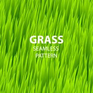 Green grass seamless pattern Vector illustration