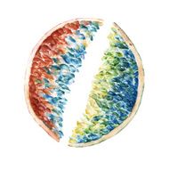 Isolated background with sliced slices citrus Watercolor illustration