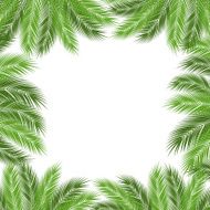 Leaves of palm