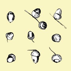 Set of different isolated hand drawn acorns